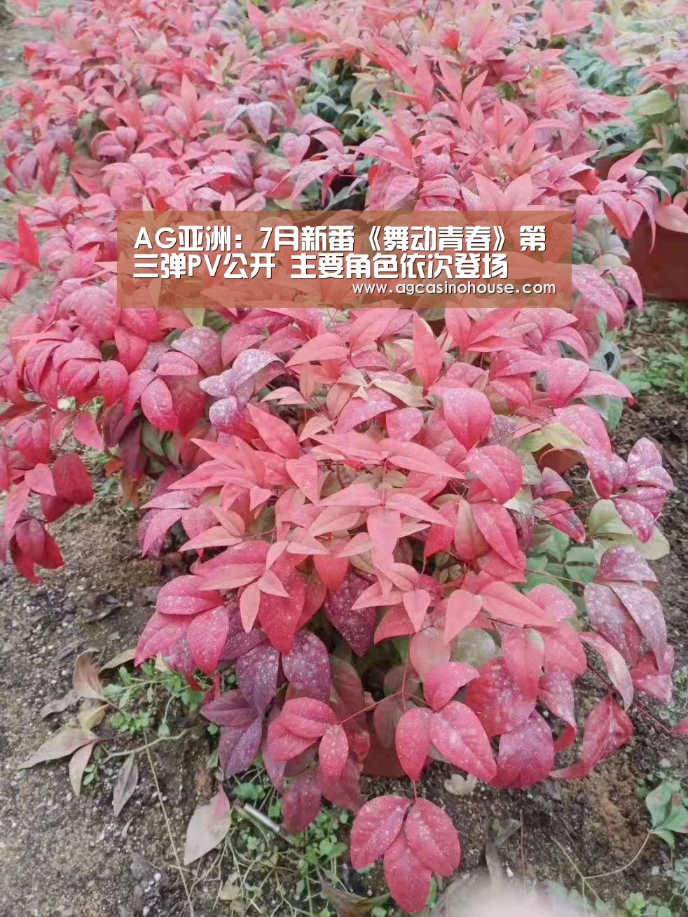AG亚洲：7月新番《舞动青春》第三弹PV公开 主要角色依次登